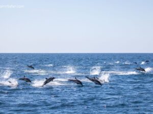 groupe de dauphin a Marbella