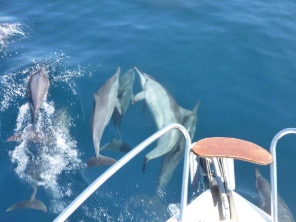 observation dauphin bateau Marbella